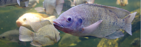 Tilapia : le poisson le plus consommé au monde contaminé par un virus | GREENEYES | Scoop.it
