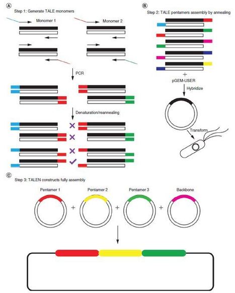 Simple and efficient custom transcription activator-like effector gene synthesis via twin primer assembly. - BioTechniques | TAL effector science | Scoop.it