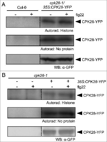 Plant Signal Behav: The calcium-dependent protein kinase CPK28 negatively regulates the BIK1-mediated PAMP-induced calcium burst (2015) | Publications from The Sainsbury Laboratory | Scoop.it