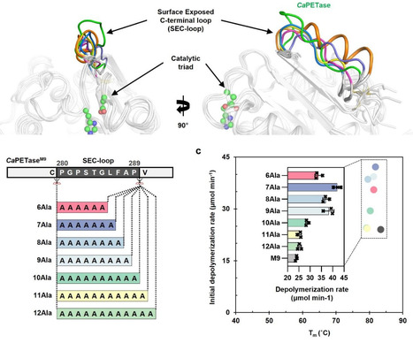 Mechanistic insights into modulation of productive substrate accessibility for efficient PET depolymerization | Ncm | RMH | Scoop.it
