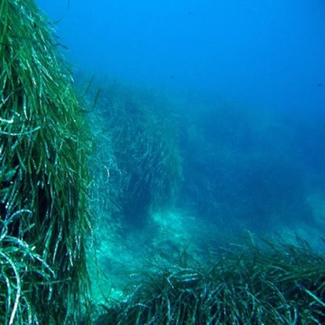EMODnet  - The European Marine Observation and Data Network  | Biodiversité | Scoop.it