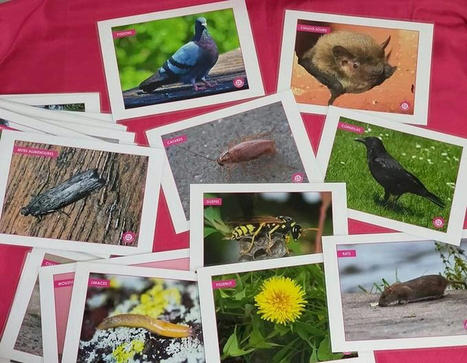 Pigeons, rats, cafards, araignées, orties… Ces mal-aimés de la biodiversité | Biodiversité | Scoop.it