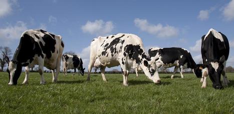 Valorisation du lait : Que font les éleveurs qui s'en sortent ? | Lait de Normandie... et d'ailleurs | Scoop.it