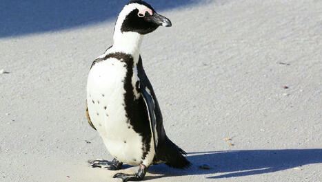 La pollution sonore maritime sur la faune antarctique | Biodiversité | Scoop.it