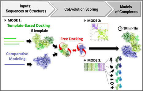 3rd version of the InterEvDock server: better exploiting protein sequence evolution data to improving the prediction of interface structures | I2BC Paris-Saclay | Scoop.it