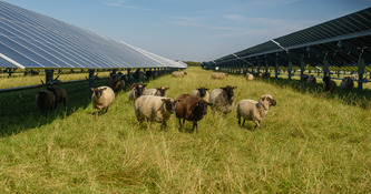 Agrivoltaïsme : la proposition de loi Lecamp en suspens | Environnement - Développement durable - Climat | Scoop.it