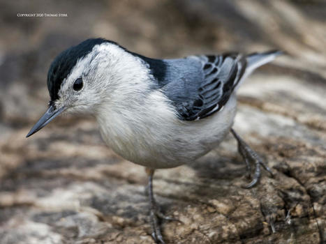 Bird Detection AI Tips | Mirrorless Cameras | Scoop.it