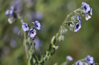 Flore de Camargue: Cynoglossum creticum, Cynoglosse de Crète | Camargue Nature | Scoop.it
