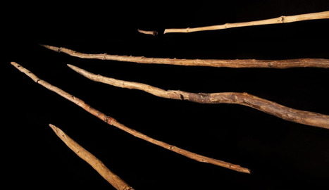 Early Humans Used Sophisticated Wood Crafting Techniques To Hunt and Clean animal Hides – | Online Marketing Tools | Scoop.it