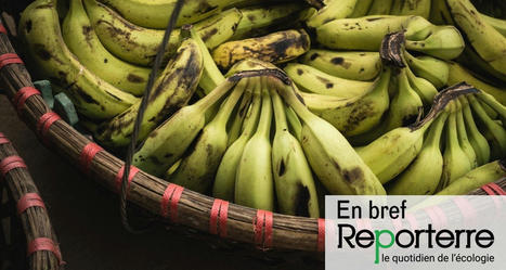 Antilles : un produit interdit détecté dans des bananes plantains | Toxique, soyons vigilant ! | Scoop.it