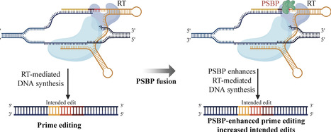 Enhancing prime editing by fusing polymerase substrate-binding proteins to reverse transcriptase | nar | RMH | Scoop.it