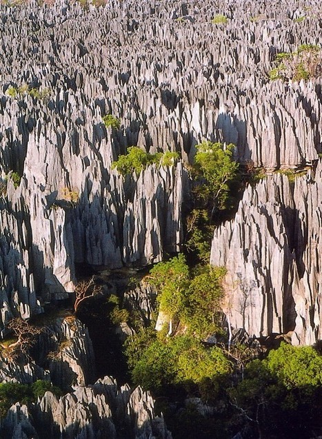 Appel aux dons pour un trek scientifique à Madagascar | EntomoScience | Scoop.it