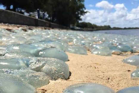Jellyfish wash up 'like wallpaper' on Australian beach - BBC News | Coastal Restoration | Scoop.it