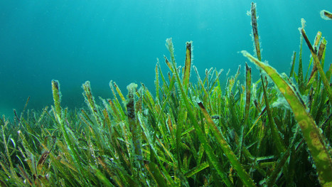 Restoring Underwater Jungles:  SeaGrass | OUR OCEANS NEED US | Scoop.it