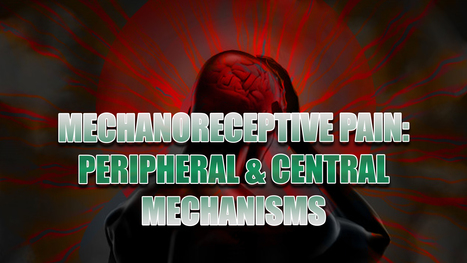 MechanoReceptive Pain: Peripheral And Central Mechanisms | Spine Health & Spinal Hygiene | Scoop.it