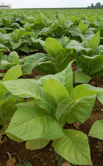 ALLPE Medio Ambiente Blog Medioambiente.org : ¿Tabaco, nuevo biocombustible? | PIENSA en VERDE | Scoop.it