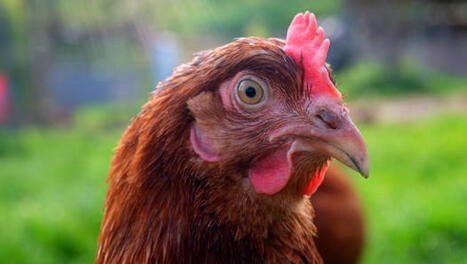 Penser comme une poule&nbsp;? Recherches sur une ligne de cr&ecirc;te&hellip;. - Sesame | Pour innover en agriculture | Scoop.it
