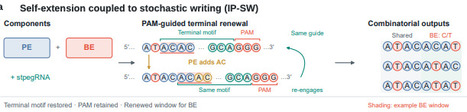 Self-extending DNA recording with stochastic and programmed writing | brvsb | RMH | Scoop.it