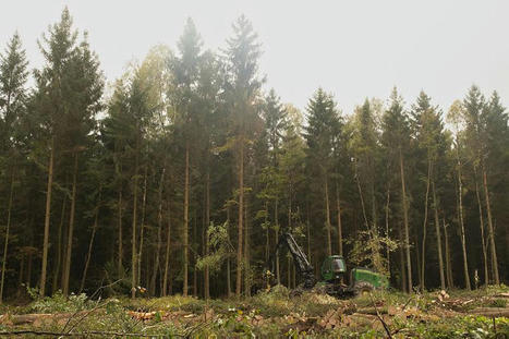 Changement climatique et dépérissement : pourquoi il faut agir en forêt | Regards croisés sur la transition écologique | Scoop.it