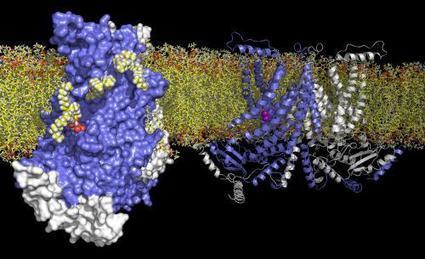 Architecture of a lipid transport protein revealed | ITERG - Nutrition, Santé et Biochimie des Lipides | Scoop.it