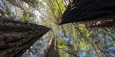 Coast redwood trees are enduring, adaptable marvels in a warming world | Emerging Topics in Science and Technology | Scoop.it