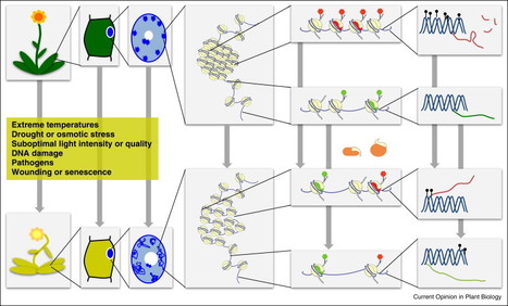 Stress-induced structural changes in plant chromatin | Plant Sciences | Scoop.it