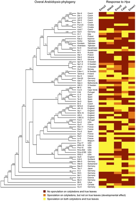 PLoS ONE: Global Analysis of Arabidopsis/Downy Mildew Interactions Reveals Prevalence of Incomplete Resistance and Rapid Evolution of Pathogen Recognition | Plants and Microbes | Scoop.it