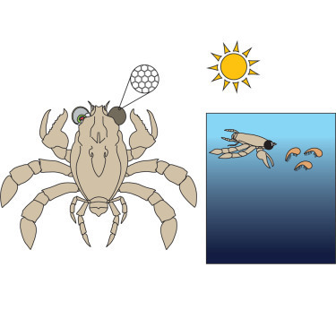 Une espèce éteinte de crabe, un prédateur vivant dans des environnements bien éclairés au cours du Crétacé, avait un système visuel remarquable | EntomoNews | Scoop.it