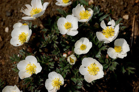 Size, seed dispersal key to survival of Arctic plants facing climate change: study | BIODIVERSITY IS LIFE  &ndash; | Scoop.it