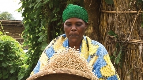 La biofortification offre un espoir contre la malnutrition en Afrique | GREENEYES | Scoop.it