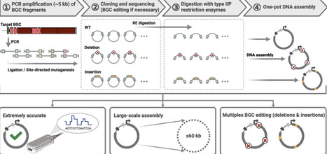 Direct Pathway Synthesis and Editing (DiPaSE): A One-Pot DNA Assembly Method for Accurate and Efficient Refactoring of High-GC Biosynthetic Gene Clusters | asb | RMH | Scoop.it