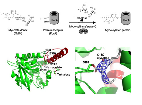 Reconstitution in vitro d'une nouvelle voie de lipidation des protéines chez les Mycobactériales | Life Sciences Université Paris-Saclay | Scoop.it