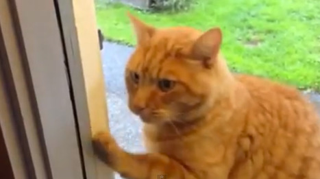 Vidéo. Ce chat très intelligent sonne à la porte pour qu’on lui ouvre | Koter Info - La Gazette de LLN-WSL-UCL | Scoop.it
