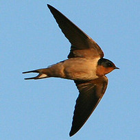 animals: birds flashcards | Quizlet | 1Uutiset - Lukemisen tähden | Scoop.it