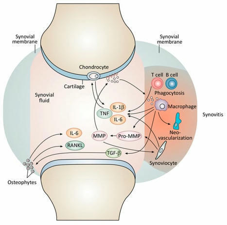 Evolving Strategies for Use of Phytochemicals in Prevention and Long-Term Management of Cardiovascular Diseases (CVD) | Critical Limb-Threatening Ischemia (CLTI) | Scoop.it