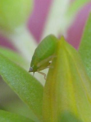 AU MOIS DE MAI : Larve de cicadelle - Aphrodes makarovi | Les Colocs du jardin | Scoop.it