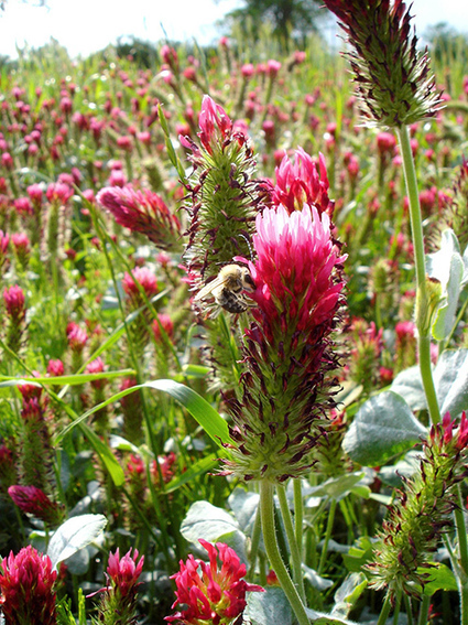 CNRS - Mode d’emploi pour un suivi de la biodiversité agricole européenne réussi | Biodiversité | Scoop.it