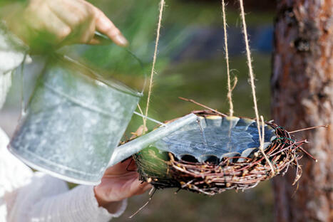 Lintujen vesiallas puuhun &ndash; katso ihastuttava ohje videolta | 1Uutiset - Lukemisen t&auml;hden | Scoop.it
