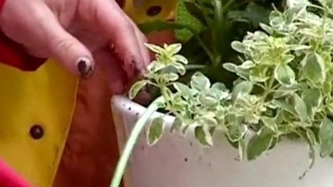 Kasvien hoito ja kastelu lomilla | Harrastukset | Oppiminen | yle.fi | 1Uutiset - Lukemisen t&auml;hden | Scoop.it