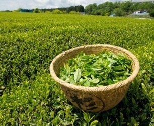 Les news - Le th&eacute; vert, une piste pour de nouveaux traitements anti-canc&eacute;reux | Th&eacute;, plantes &agrave; infusion, tisanes | Scoop.it