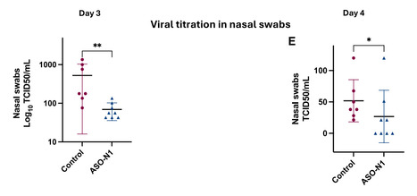 Les oligonucléotides antisens ciblant le gène de la nucléocapside du SARS-CoV-2 réduisent les titres viraux chez le hamster | Life Sciences Université Paris-Saclay | Scoop.it