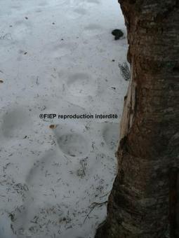 Cannelito et Néré sont sortis | Pastoralisme Ours Loups Lynx | Scoop.it