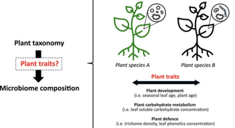How Useful Are Plant Traits in Explaining Variation in Phyllosphere Microbial Abundance and Composition Across Hosts? | emb | RMH | Scoop.it