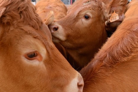 Consommation de viande : mise au point des ONG de l'environnement pour sauver l'élevage durable français | Elevage et société | Scoop.it