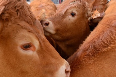 Lactalis : levée du blocus à Laval après l’échec des négociations | Lait de Normandie... et d'ailleurs | Scoop.it