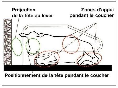Logettes : choisir une bonne séparation et un réglage adapté pour le confort des vaches laitières - Actualité 11-11-2012 - l'Agriculteur Normand | SCIENCES DE L' ANIMAL | Scoop.it