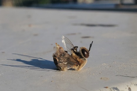 Les vagues de chaleur extr&ecirc;mes provoquent l'&eacute;jaculation explosive des faux bourdons et donc leur mort pr&eacute;matur&eacute;e | EntomoNews | Scoop.it