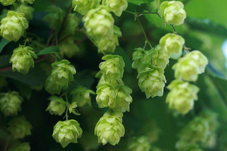Researchers are brewing up medicines from beer hops | 21st Century Innovative Technologies and Developments as also discoveries, curiosity ( insolite)... | Scoop.it