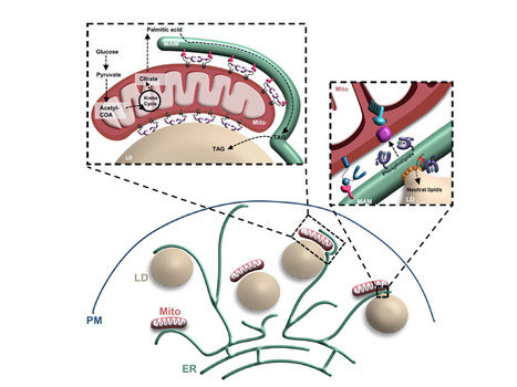 “Ménage à trois”: emerging function of the mitochondria-ER-lipid droplet connection in coordinating lipid transfer, metabolism and storage in cells | I2BC Paris-Saclay | Scoop.it