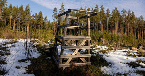 Hirvitornien kaatamisesta tullut jokavuotinen ongelma &ndash; ei pys&auml;yt&auml; hirven&shy;mets&auml;styst&auml;, sanovat mets&auml;stys&shy;seurojen j&auml;senet | Kotimaa | Yle | 1Uutiset - Lukemisen t&auml;hden | Scoop.it